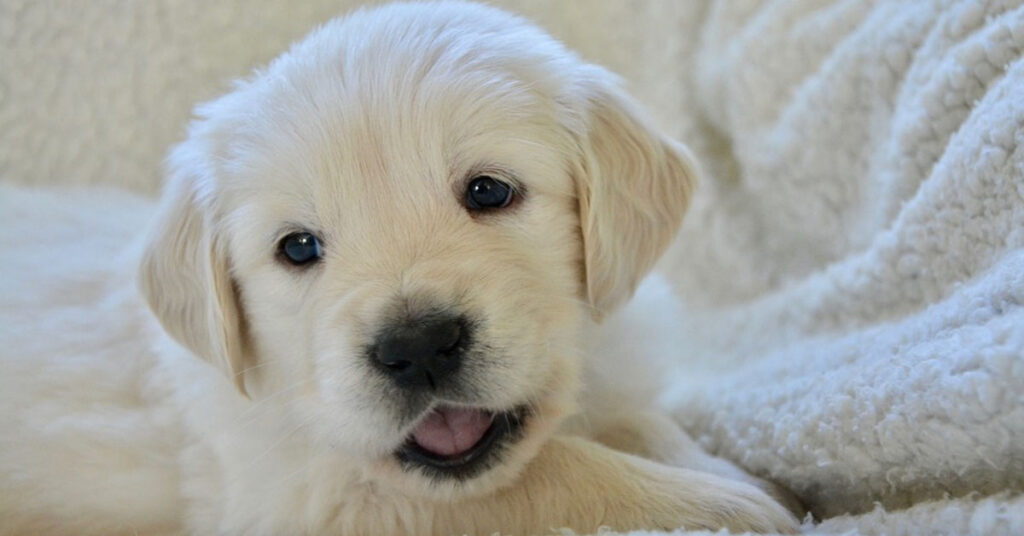 Cucciolo di Golden Retriever che osserva