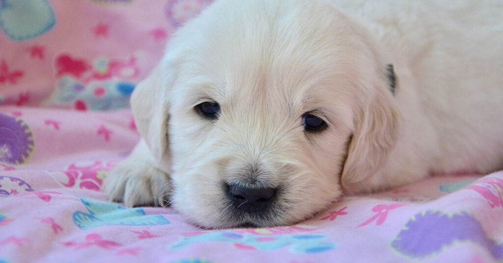 Cucciolo di Golden Retriever che osserva