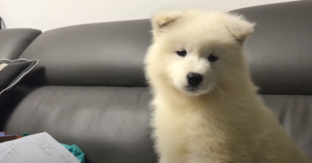Il tenero cucciolo di Samoiedo impara ad ululare e il risultato è dolcissimo (video)
