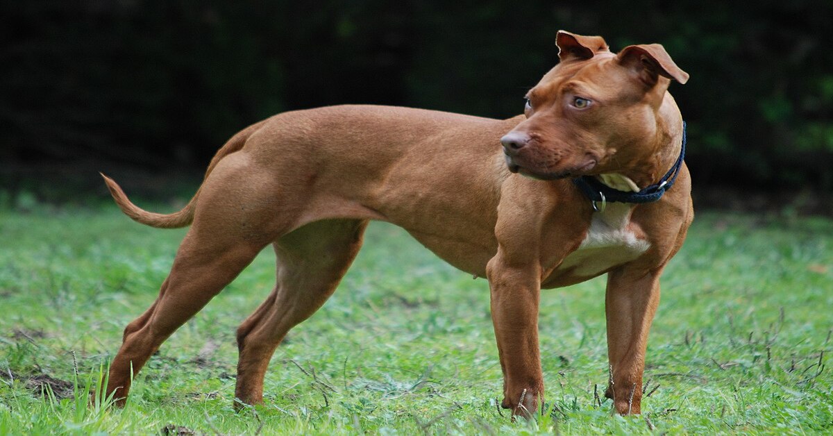 Junior il Pitbull che dondola il neonato per farlo dormire (VIDEO)