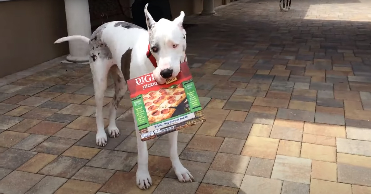 L’Alano si allena per diventare il perfetto fattorino della pizza per la sua famiglia (video)