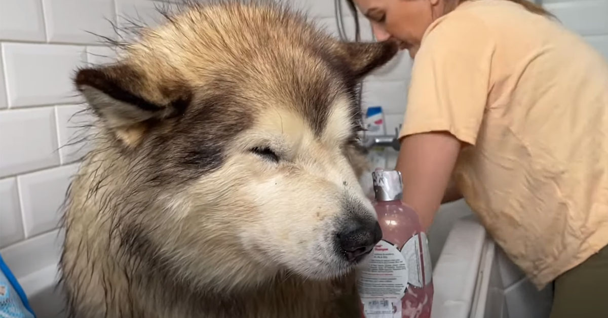 L’Alaskan Malamute non ha nessuna intenzione di fare il bagnetto e prova ogni escamotage per riuscire a fuggire (video)