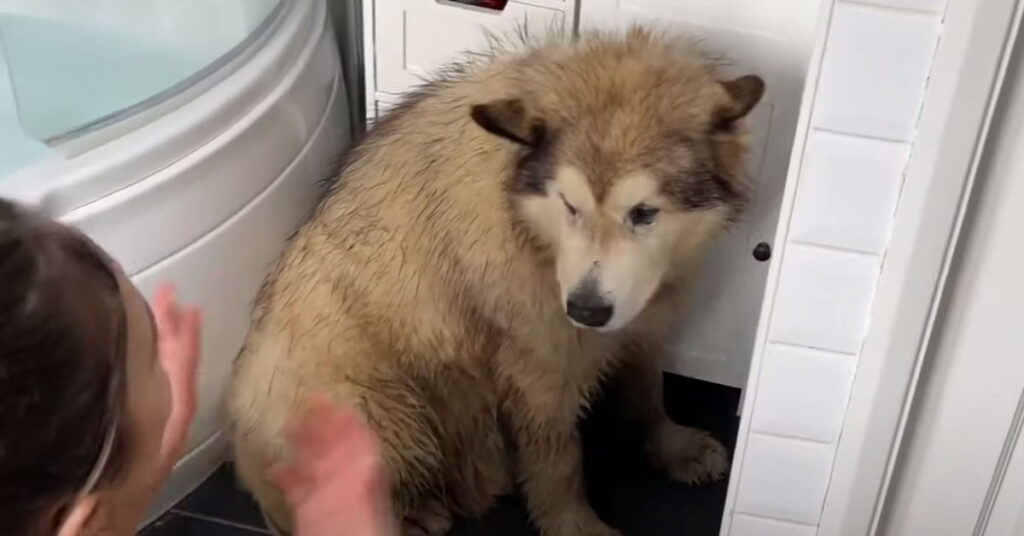 Alaskan Malamute triste