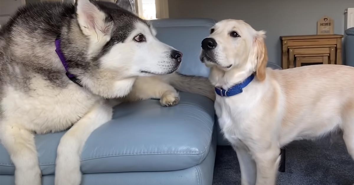L’Husky Millie è molto felice di rivedere il suo migliore amico, un cucciolo di Golden Retriever (video)