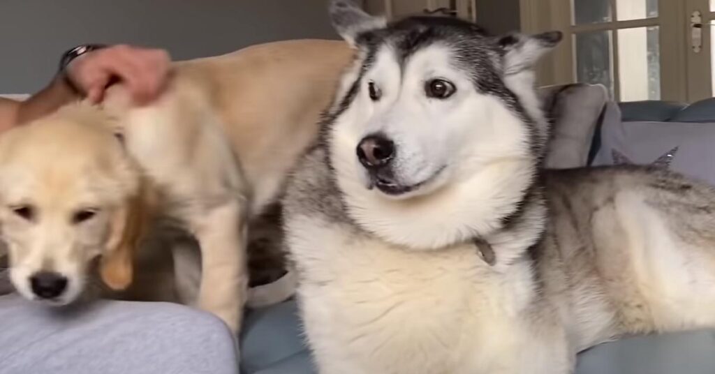 Husky con un cucciolo di Golden Retriever