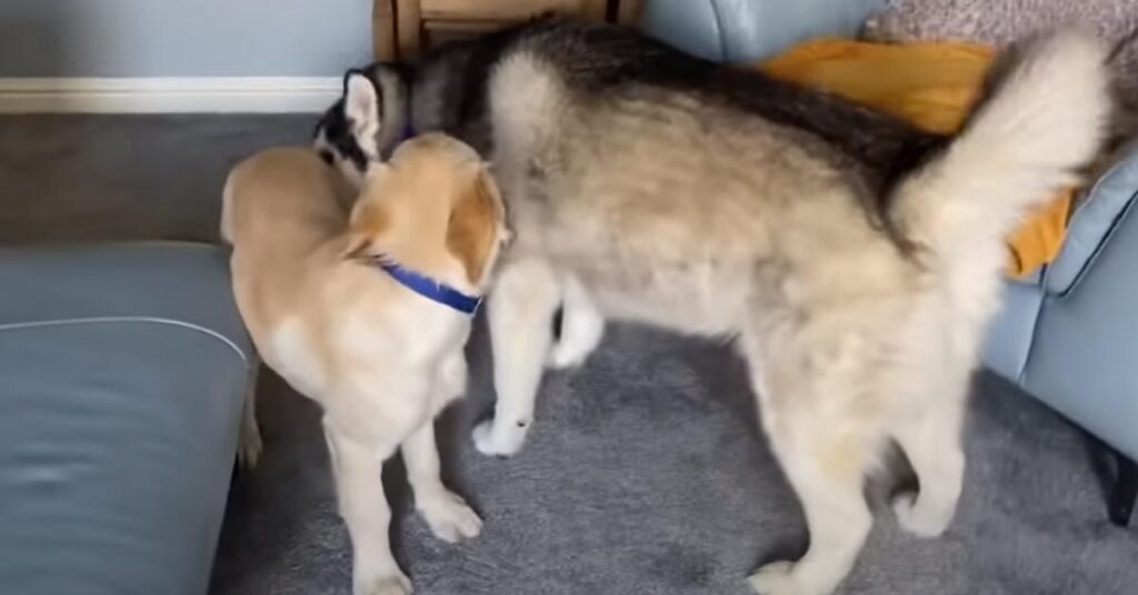 Husky con un cucciolo di Golden Retriever