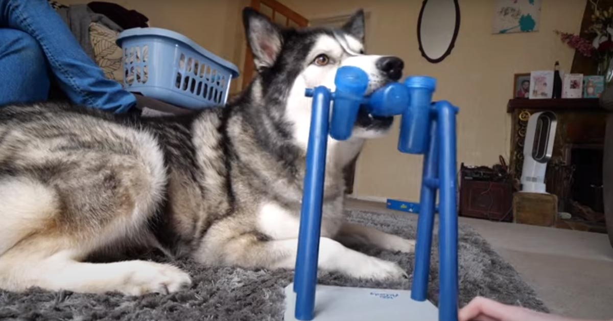 L’Husky deve riuscire a capire come funziona il suo nuovo gioco “sputa snack” (video)