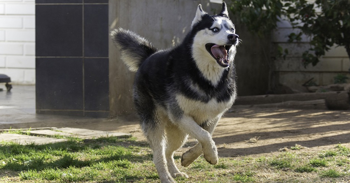 L’Husky e il Border Collie si sfidano nell’Agility: chi sarà il migliore? (video)