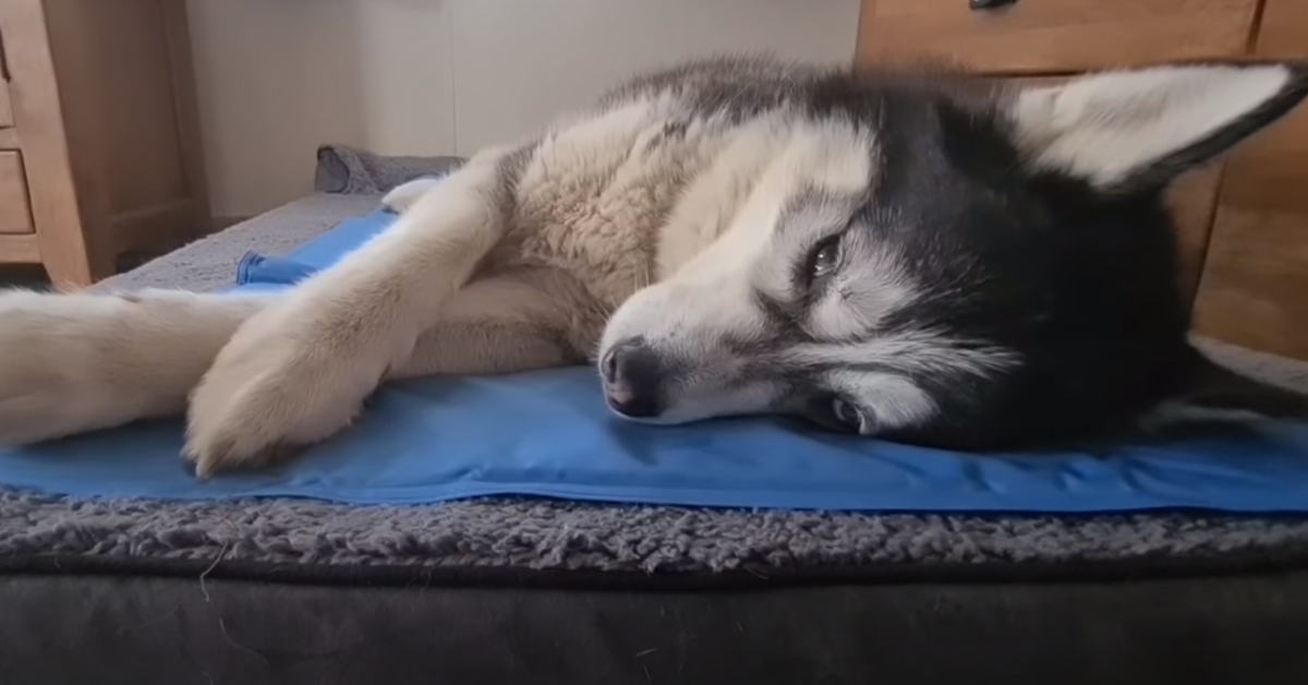 L’Husky è veramente troppo stanco e alzarsi dal letto si trasforma in una vera impresa (video)