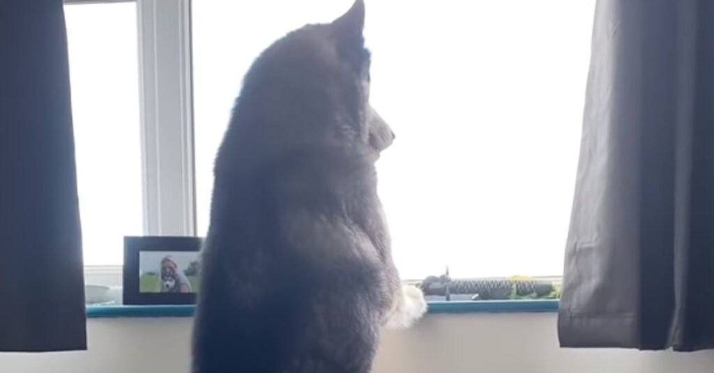 Husky che guarda da una finestra