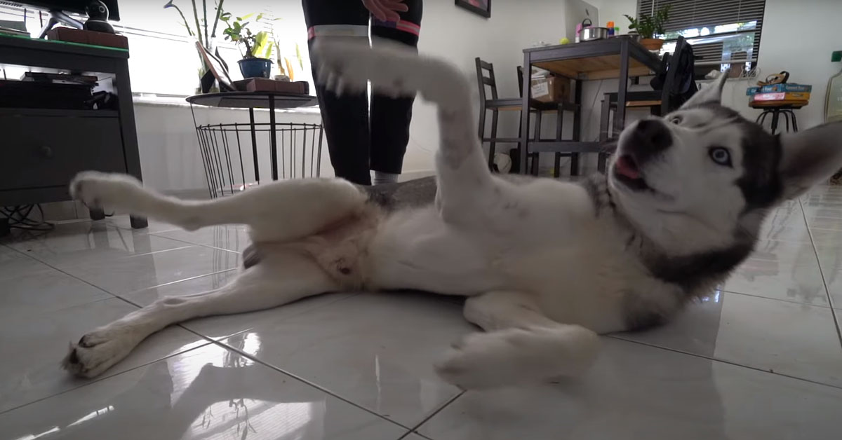 L’Husky non riesce a dare la zampa al padrone perché lui prova ad ingannarlo (video)