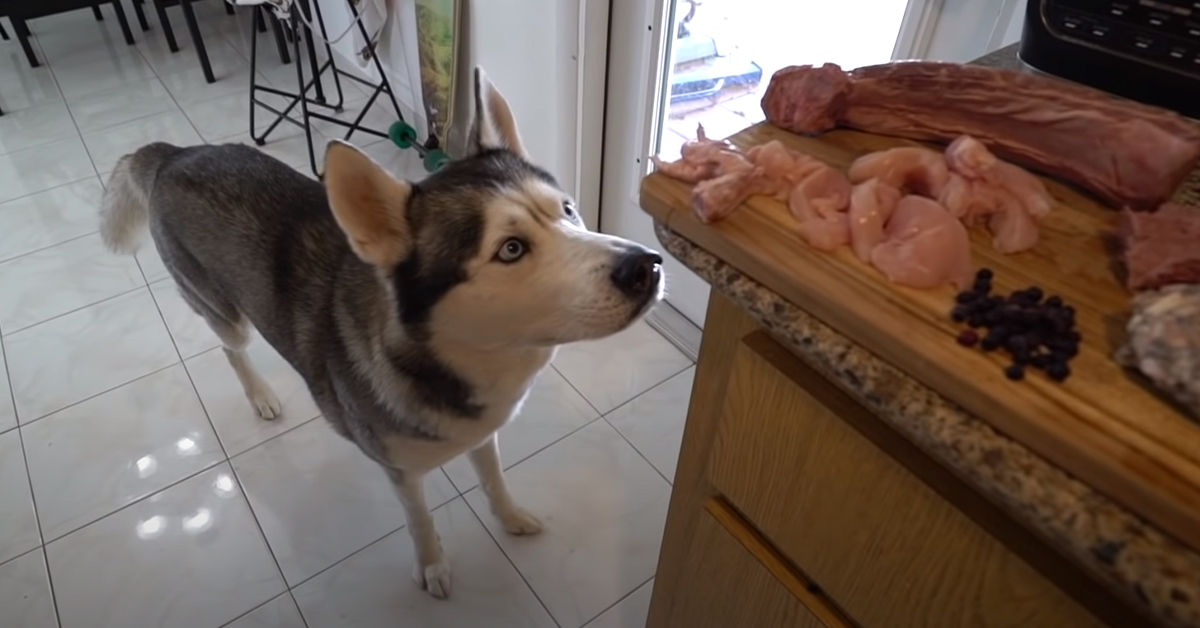 L’Husky resta da solo a casa con i suoi cibi preferiti a portata di “bocca” e la sua reazione è virale (video)