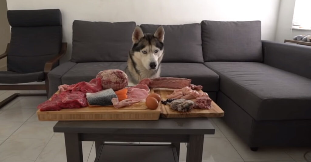 Husky osserva la carne
