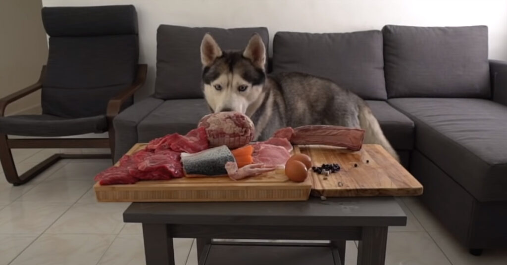 Husky osserva la carne