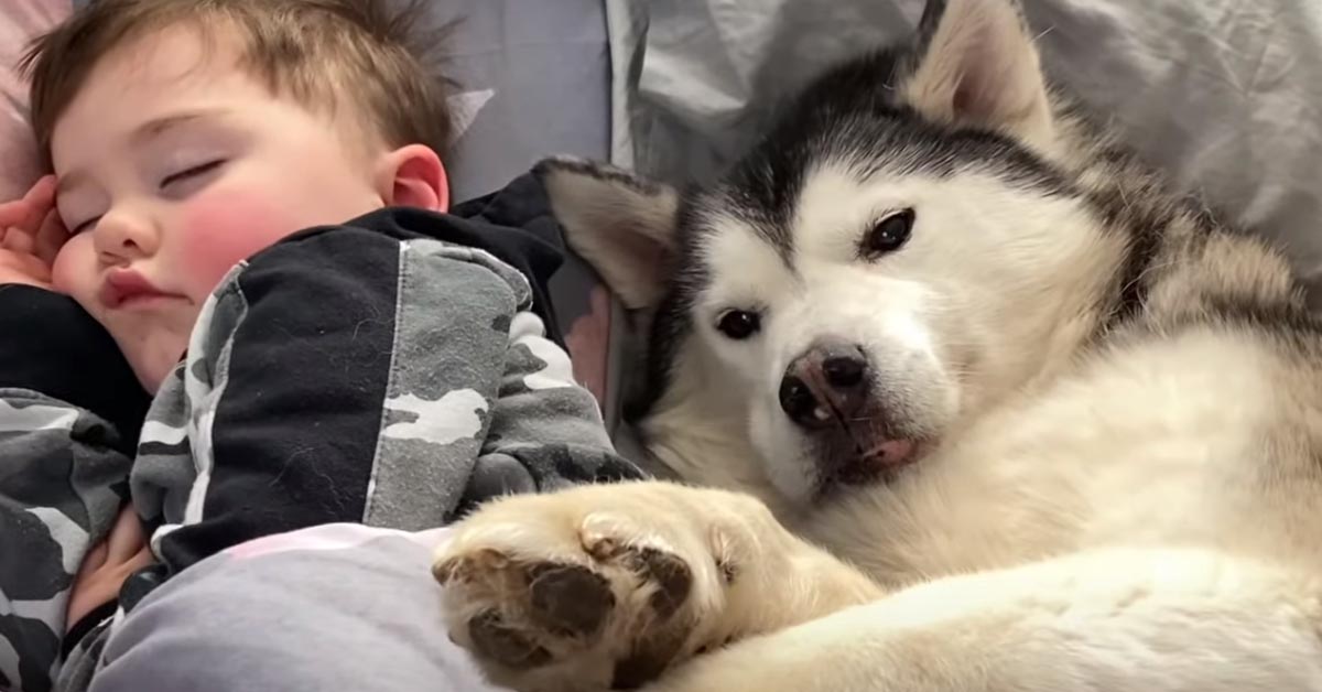 L’Husky si rifiuta di svegliare il suo amico bambino: preferisce addormentarsi accanto a lui (video)