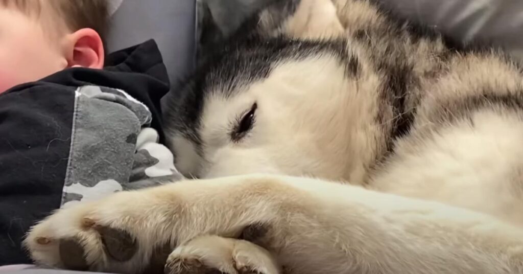 Husky che dorme