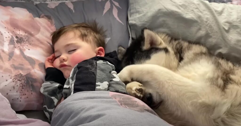 Husky che dorme con un bambino