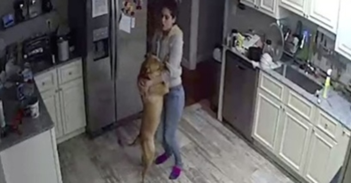 La cagnolina Nina balla con la sua mamma umana (VIDEO)