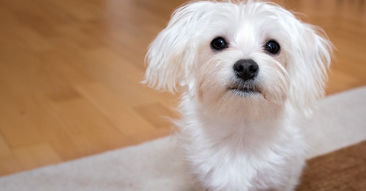 cucciolo di Maltese di fronte alla sua ciotola