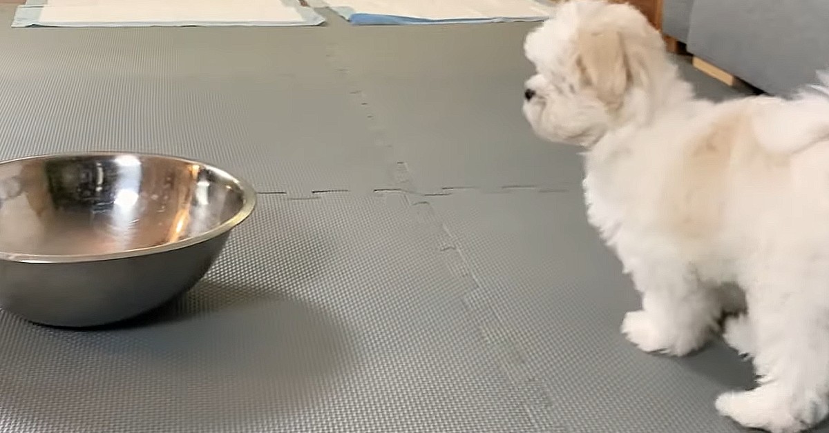 cucciolo di Maltese di fronte alla sua ciotola