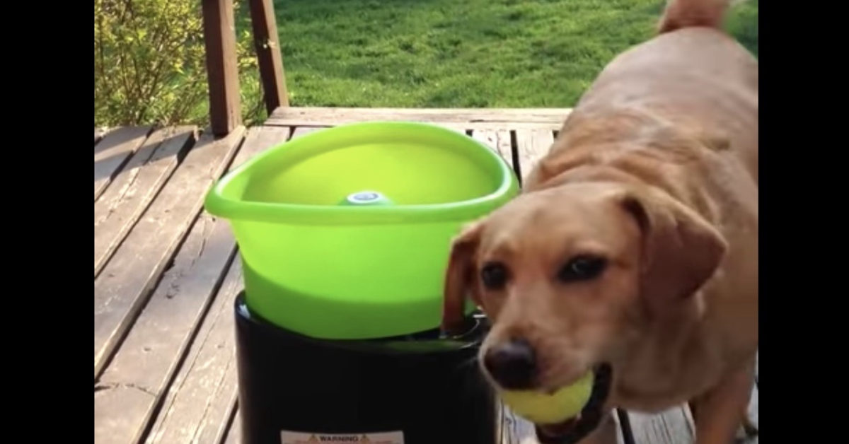 Cane contento gioca da solo con lancia palline