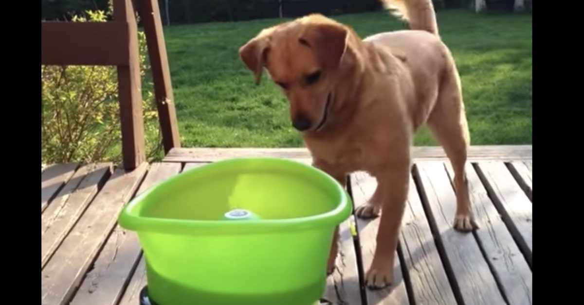 Un cucciolo di Labrador innamora la rete per la sua maniera di giocare da solo con un lancia palle (VIDEO)