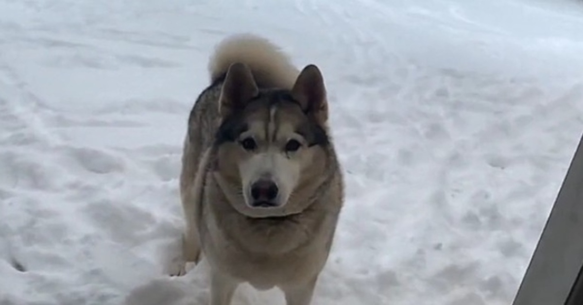 Malakai Siberian Husky video