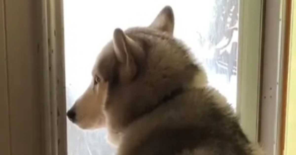 Malakai Siberian Husky video