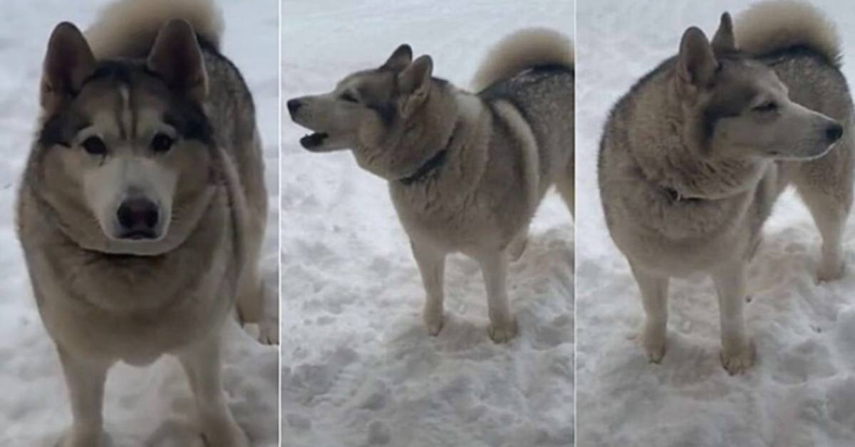 Malakai, il Siberian Husky che dice “no” al comando di rientrare in casa della sua padrona (VIDEO)