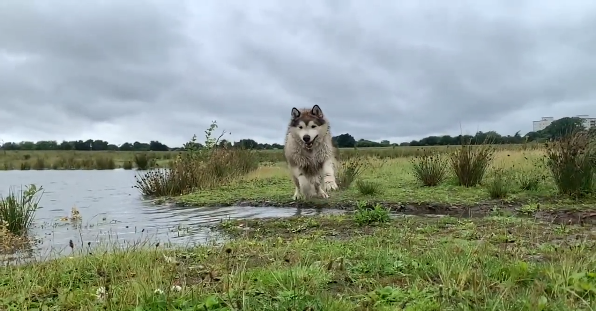 Malamute Niko fa il compleanno e festeggia con i padroni (VIDEO)