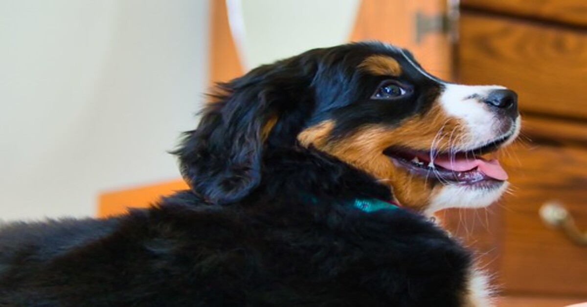 Marley, il cucciolo di Bovaro del Bernese riabbraccia finalmente il suo padrone (VIDEO)
