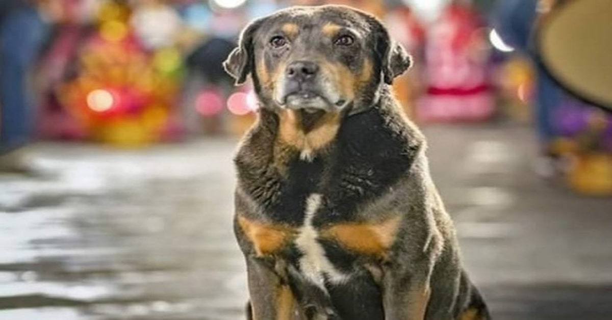 Mazapán, il cucciolo di cane ballerino invitato a tutte le feste tradizionali di Oaxaca in Messico (VIDEO)