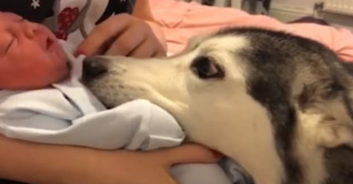 Millie, l’Husky che è felice di conoscere il suo nuovo amico, un bambino appena nato (VIDEO)