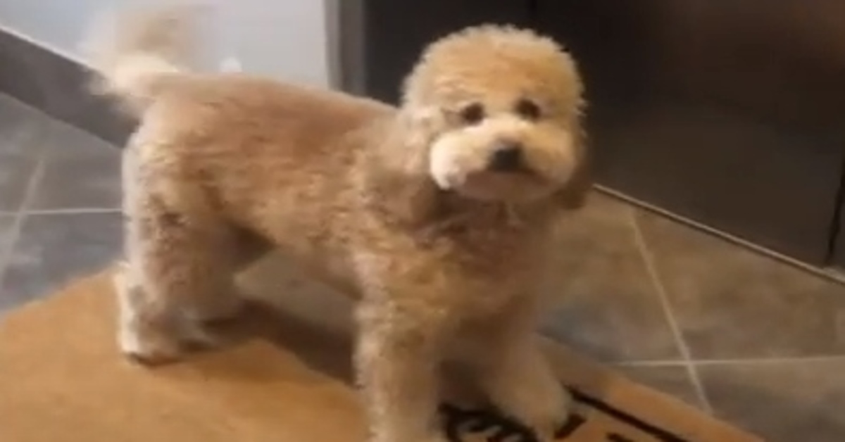 Milly goldendoodle video