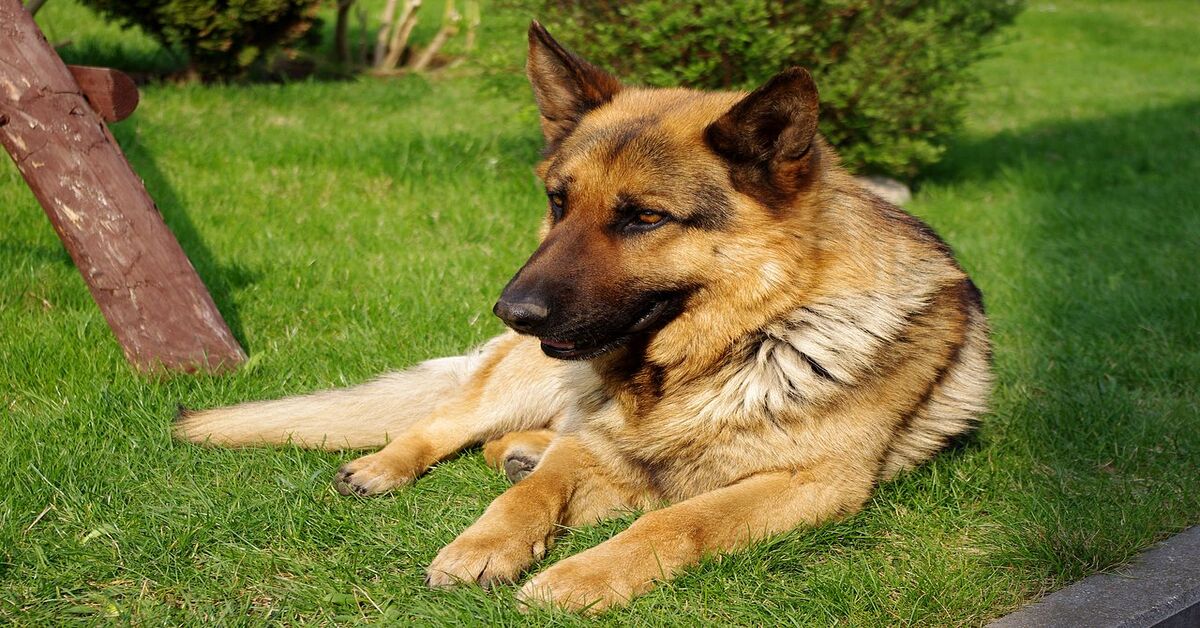 Nala, il Pastore Tedesco accoglie in aeroporto la sua mamma umana: un militare tornato a casa (VIDEO)