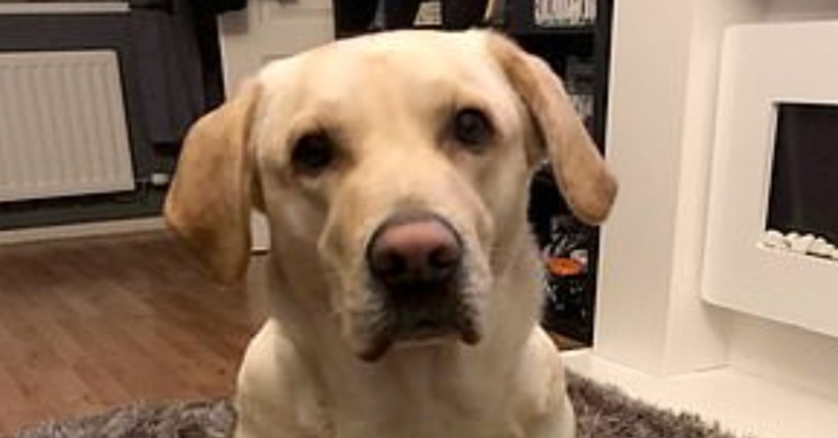 Oscar, il Labrador che ha litigato con i capelli della madre della sua padrona (VIDEO)