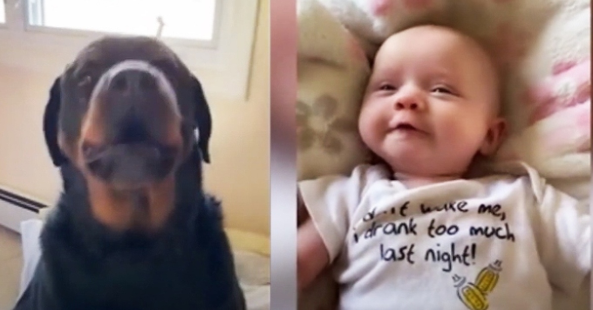 Ozzy, il Rottweiler che ha insegnato al bambino a dire “mamma” (VIDEO)