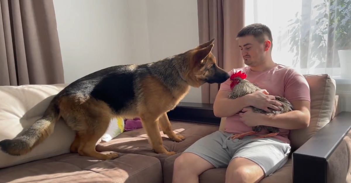 Un cucciolo di Pastore tedesco incontra un pollo per la prima volta (VIDEO)