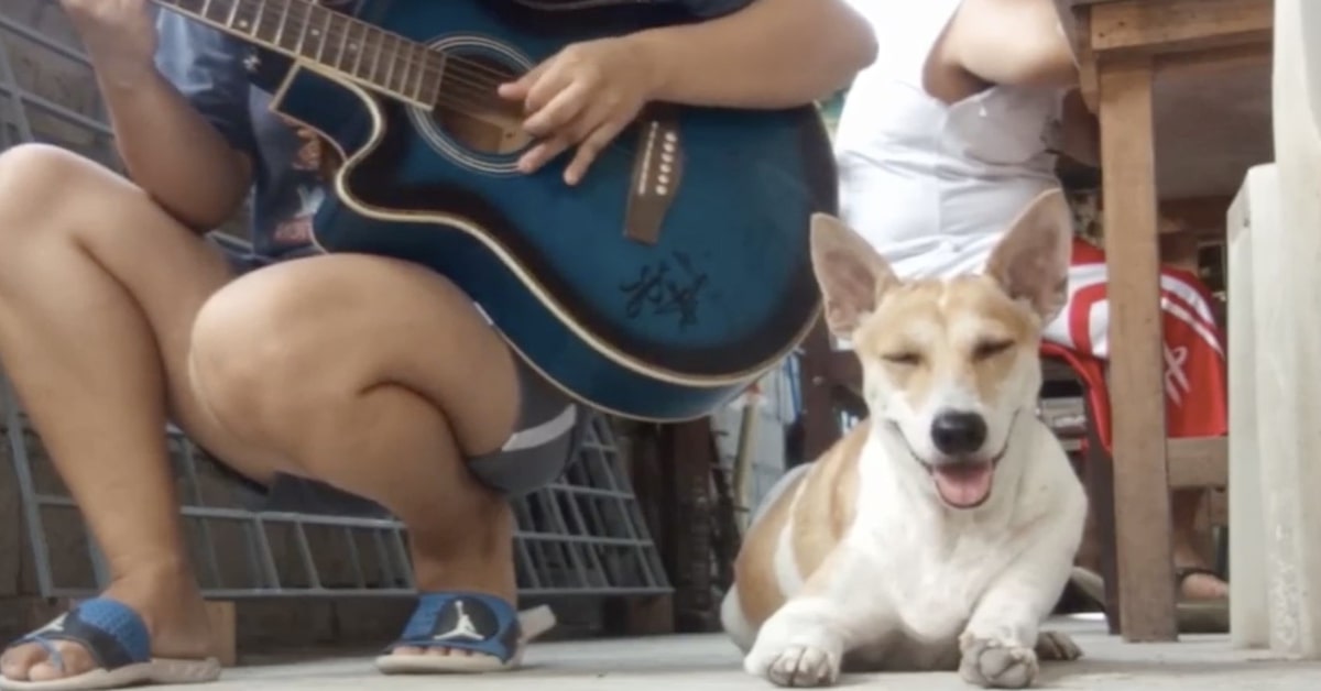 cane fa fatica a rimanere sveglio mentre ascolta ragazza che suona chitarra 