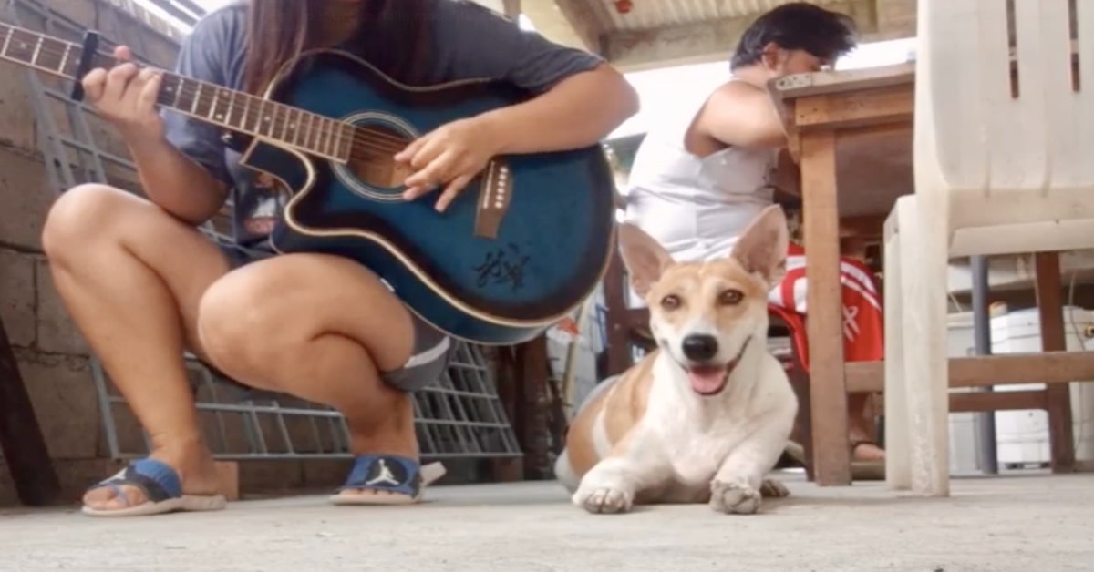 Il cucciolo di cane Puchi fa un grande sforzo per non addormentarsi mentre la padrona suona la chitarra (VIDEO)