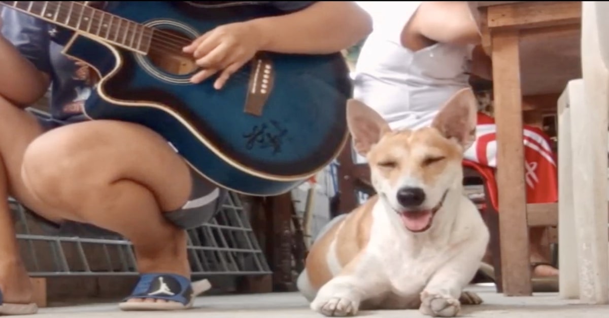 Cane cerca di restare sveglio mentre padrona suona chitarra