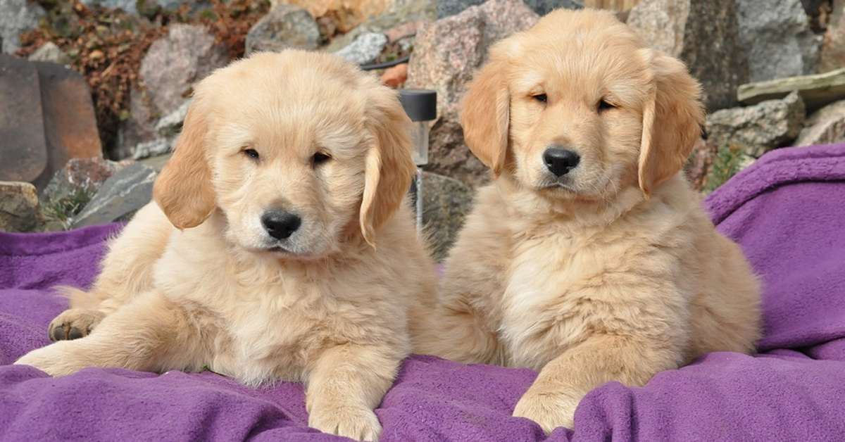 Questi due cuccioli di Golden Retriever si sfidano in una tenera lotta (video)