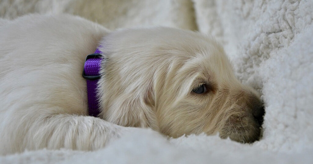 Cucciolo di Golden Retriever che dorme