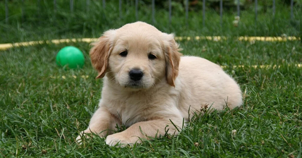 Cucciolo di Golden Retriever che osserva