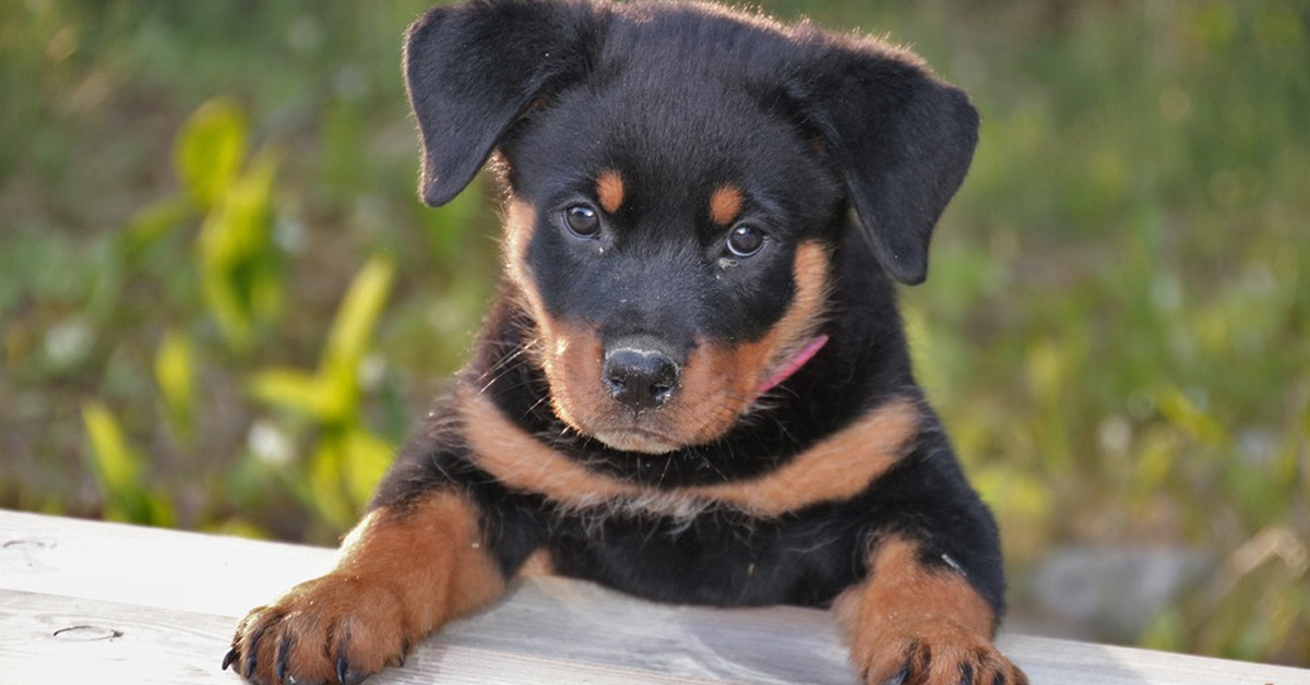 Questi teneri cuccioli di Rottweiler aspettano alla finestra il ritorno del padrone (video)