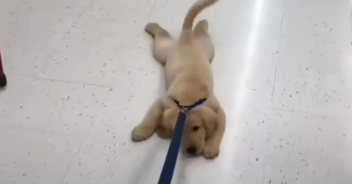 Questo cucciolo di Golden Retriever è troppo stanco per camminare e la sua performance conquista la rete (video)