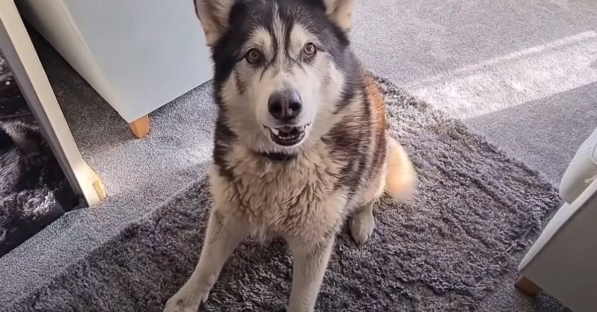 Questo tenero Husky partecipa ad una caccia al tesoro per trovare dei gustosi snack (video)