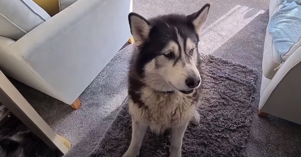 Husky che osserva