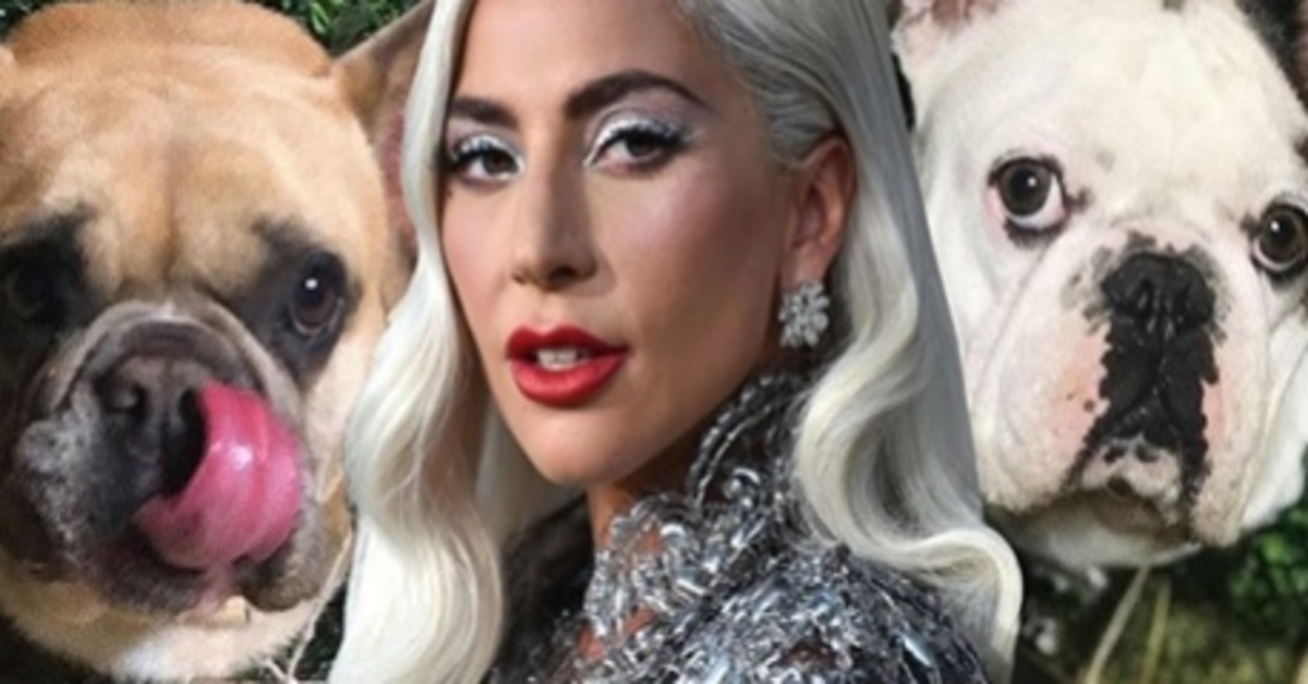 Rapiti i Bulldog di Lady Gaga che offre una ricompensa di 500mila dollari (VIDEO)