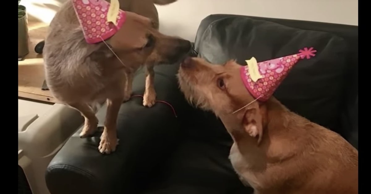 La cucciola di cane Rogue incontra l’anima gemella durante una passeggiata e i suoi genitori umani adottano il randagio (VIDEO)